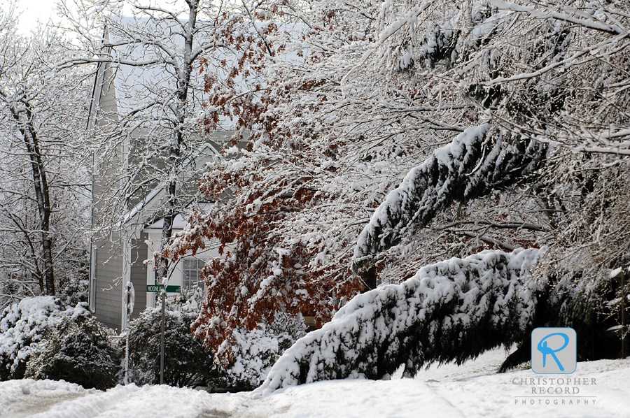 A heavy, wet snow clings to branches