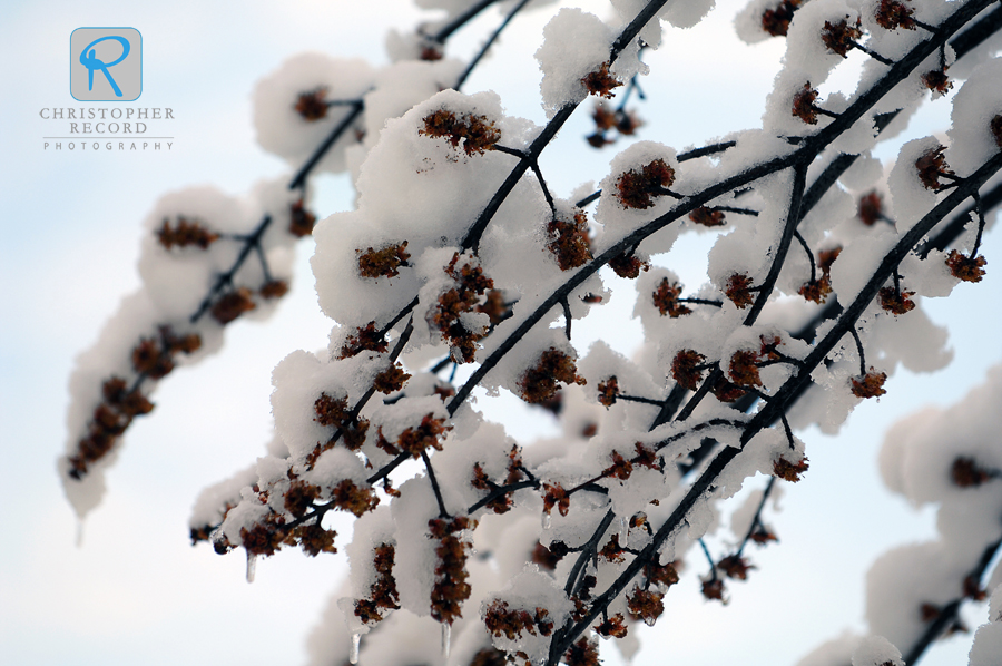 Another tree detail