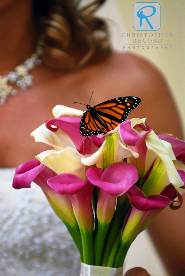 Spring is time butterflies, flowers and brides