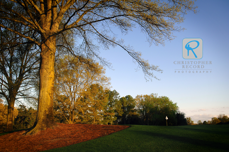 Early morning light paints a golden hue on a tree beside the 16th green at Quail Hollow